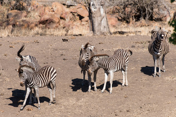 Z&egrave;bre de Burchell, Equus quagga, Parc national Kruger, Afrique du Sud