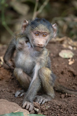 Olive baboon (Papio anubis), also called the Anubis baboon, is a member of the family Cercopithecidae (Old World monkeys).