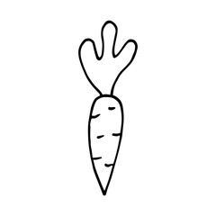hand drawn vector carrot in doodle sketch cartoon style. Illustration on white background