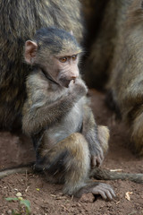 Olive baboon (Papio anubis), also called the Anubis baboon, is a member of the family Cercopithecidae (Old World monkeys).