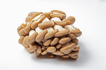 White forest mushrooms on white background