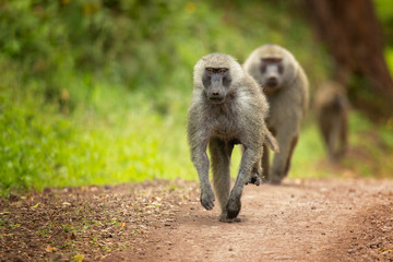 Olive baboon (Papio anubis), also called the Anubis baboon, is a member of the family Cercopithecidae (Old World monkeys).