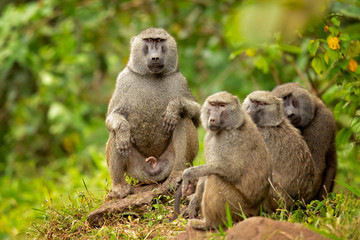 Olive baboon (Papio anubis), also called the Anubis baboon, is a member of the family Cercopithecidae (Old World monkeys). - Powered by Adobe