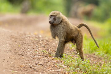 Olive baboon (Papio anubis), also called the Anubis baboon, is a member of the family...