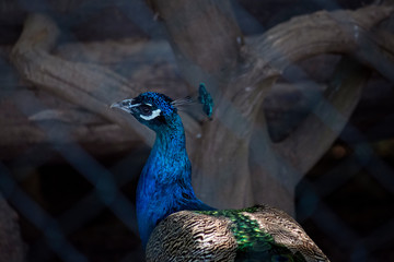 A blue peacock looks at us from behind the net