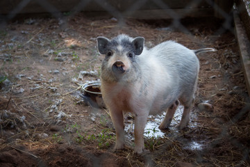 little pig on the farm behind the grid