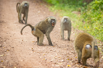 Olive baboon (Papio anubis), also called the Anubis baboon, is a member of the family...