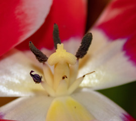 Fototapeta na wymiar Pestle and stamens of a blossoming tulip as a friendly family rejoice in the arrival of spring