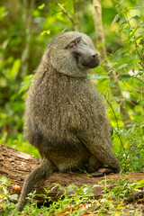 Olive baboon (Papio anubis), also called the Anubis baboon, is a member of the family...