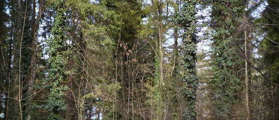 Obraz premium Ausschnitt im Wald bei Vagen 