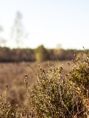 Lüneburger Heide 