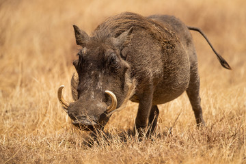 Common warthog (Phacochoerus africanus) is a wild member of the pig family (Suidae) found in...