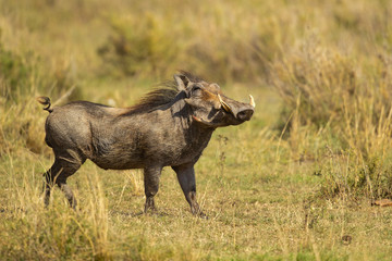 Naklejka na ściany i meble Common warthog (Phacochoerus africanus) is a wild member of the pig family (Suidae) found in grassland, savanna, and woodland in sub-Saharan Africa.