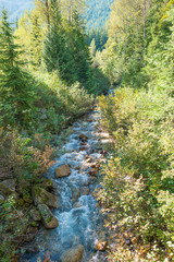 stream in forest