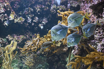 exotic fish inside an aquarium