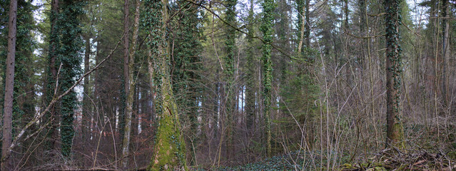 Sanfte Lichtspiele im Wald