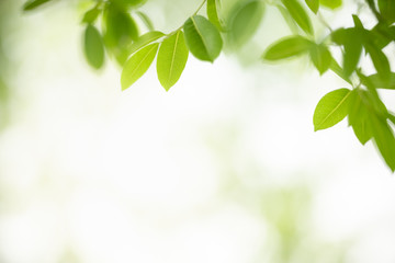 Close up of beautiful nature view green leaf on blurred greenery background under sunlight with bokeh and copy space using as background natural plants landscape, ecology wallpaper concept.