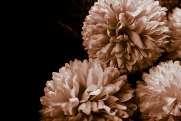 Beautiful abstract color black and yellow flowers on black background and gold flower frame and brown leaves texture, dark background, orange and gold love banner