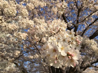 桜