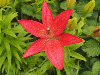 Lily flower after rain. Red petals covered with water droplets.