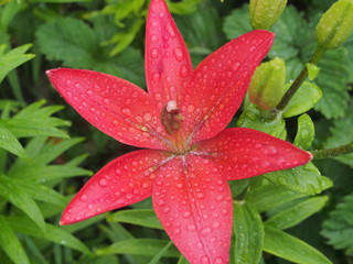 Lily flower after rain. Red petals covered with water droplets.
