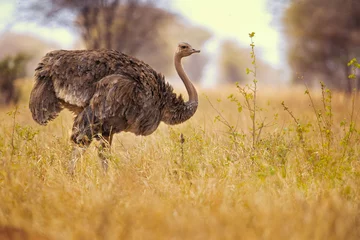Schilderijen op glas gewone struisvogel (Struthio camelus), of gewoon struisvogel, is een soort grote loopvogel die inheems is in bepaalde grote delen van Afrika. © Milan