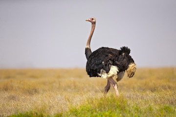 common ostrich (Struthio camelus), or simply ostrich, is a species of large flightless bird native to certain large areas of Africa. - obrazy, fototapety, plakaty