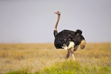 Foto op Aluminium common ostrich (Struthio camelus), or simply ostrich, is a species of large flightless bird native to certain large areas of Africa. © Milan