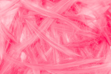 Beautiful abstract colorful white and pink feathers on white background and soft white feather texture on white pattern and light pink background valentine day