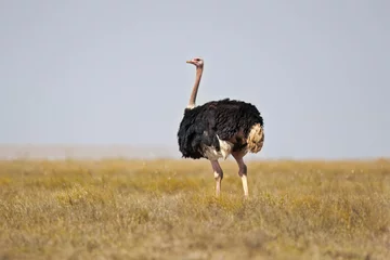 Deurstickers common ostrich (Struthio camelus), or simply ostrich, is a species of large flightless bird native to certain large areas of Africa. © Milan