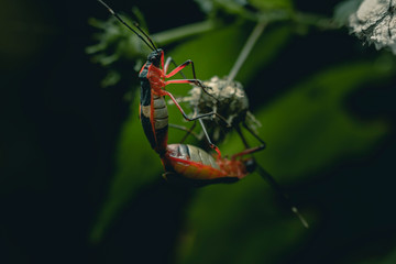 green bug on a leaf