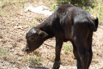 Fototapeta premium buffle d'eau