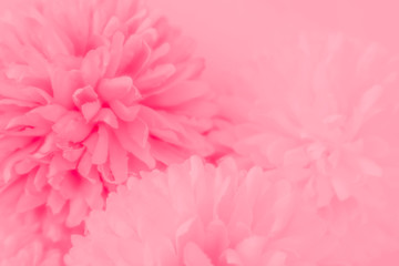 Beautiful abstract color white and pink flowers on white background and white graphic flower frame and pink leaves texture, pink background, colorful graphics banner happy valentine day