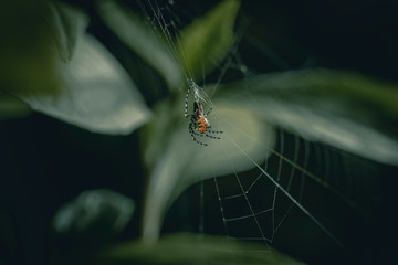 spider on web