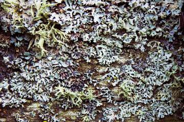 Green moss background