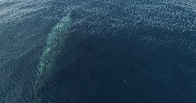 Aerial of a grey whale, mexican pacific.