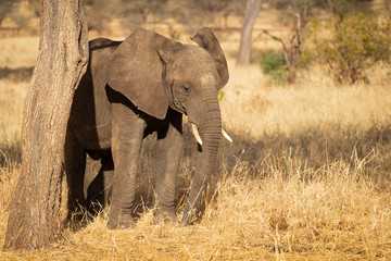 African bush elephant (Loxodonta africana), also known as the African savanna elephant, is the...
