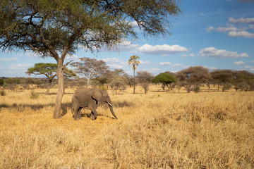 African bush elephant (Loxodonta africana), also known as the African savanna elephant, is the largest living terrestrial animal with bulls