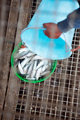 Water poured to bucket with sardines seen through steel bar, Essaouira, Morocco 