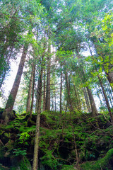 Photo of green misty thick Carpathian forest at summer day in mountains