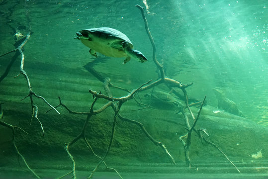 Borneo river turtle underwater, aquarium Berlin