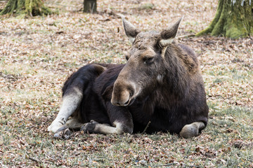 Moose lying on the grass. Closeup.