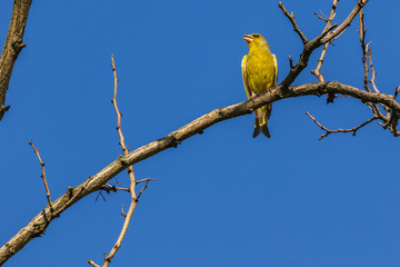 A bright greenfinch on a background of blue sky sits on a branch in the park. Urban green and yellow warbler in the nature habitat.