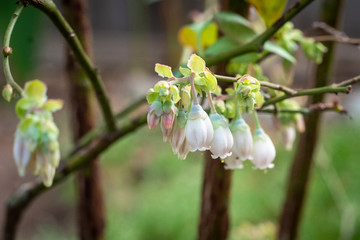 Blueberry blossom flowers blooming with new springs growth as season change