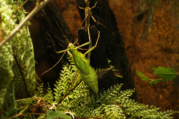 Green inscet on the branch, Jungle Nymph - Heteropteryx dilatata, aquarium Berlin