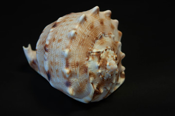 seashell