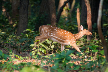 Beautiful young spotted deer running away