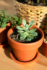 Group of houseplants with succulent plant in clay pot at wooden table. Urban jungle. Cozy home interior details.