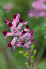 Fototapeta na wymiar Macrophotographie de fleur sauvage - Fumeterre officinale - Fumaria officinalis