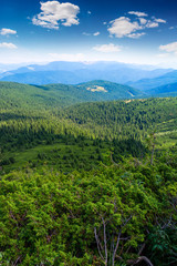 Obraz premium Photo of green misty thick Carpathian forest at summer day in mountains